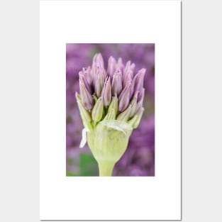 Allium stipitatum &#39;Violet Beauty&#39; Posters and Art